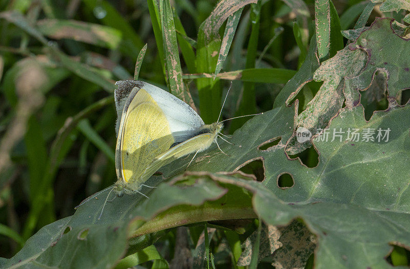 在巴塞罗那附近秋天交配的Pieris brassicae